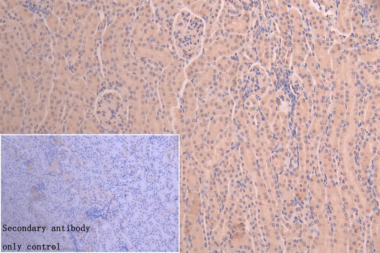 IHC image of CSB-PA681475LA01HU diluted at 1:200 and staining in paraffin-embedded mouse kidney tissue performed on a Leica BondTM system. After dewaxing and hydration, antigen retrieval was mediated by high pressure in a citrate buffer (pH 6.0)....