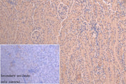 IHC image of CSB-PA681475LA01HU diluted at 1:200 and staining in paraffin-embedded mouse kidney tissue performed on a Leica BondTM system. After dewaxing and hydration, antigen retrieval was mediated by high pressure in a citrate buffer (pH 6.0)....