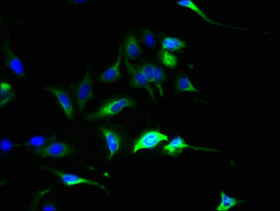 Immunofluorescent analysis of Hela cells using CSB-PA681506LA01HU at dilution of 1:100 and Alexa Fluor 488-congugated AffiniPure Goat Anti-Rabbit IgG(H+L)