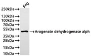 Western Blot Positive WB detected in: recombinant protein All lanes:Arogenate dehydrogenase alpha Antibody at 1:1000 Secondary Goat polyclonal to rabbit IgG at 1/20000 dilution Predicted band size: 39.3 kDa Observed band size: 40 kDa