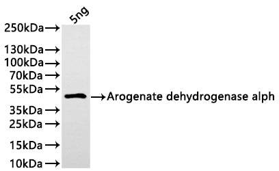 Western Blot Positive WB detected in: recombinant protein All lanes:Arogenate dehydrogenase alpha Antibody at 1:1000 Secondary Goat polyclonal to rabbit IgG at 1/20000 dilution Predicted band size: 39.3 kDa Observed band size: 40 kDa