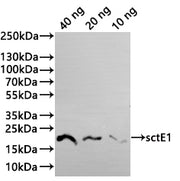 Western Blot Positive WB detected in: recombinant protein All lanes:sctE1 Antibody at 1:1000 Secondary Goat polyclonal to rabbit IgG at 1/20000 dilution Predicted band size: 17.3 kDa Observed band size: 18 kDa
