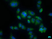 Immunofluorescence staining of Hela cells with CSB-PA682727LA01HU at 1:50, counter-stained with DAPI. The cells were fixed in 4% formaldehyde, permeabilized using 0.2% Triton X-100 and blocked in 10% normal Goat Serum. The cells were then incubate...