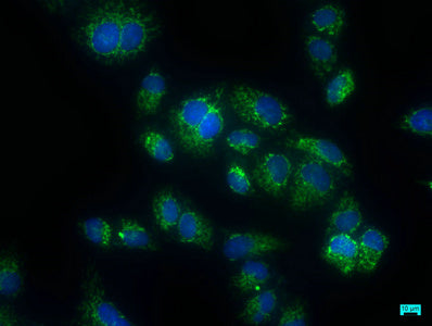 Immunofluorescence staining of Hela cells with CSB-PA682727LA01HU at 1:50, counter-stained with DAPI. The cells were fixed in 4% formaldehyde, permeabilized using 0.2% Triton X-100 and blocked in 10% normal Goat Serum. The cells were then incubate...