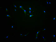 Immunofluorescence staining of NIH/3T3 cells with CSB-PA683366LA01HU at 1:100, counter-stained with DAPI. The cells were fixed in 4% formaldehyde and blocked in 10% normal Goat Serum. The cells were then incubated with the antibody overnight at 4°...