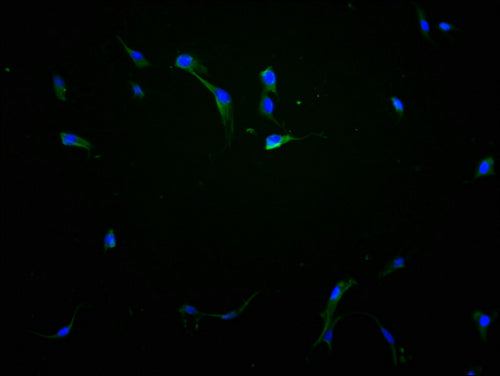 Immunofluorescence staining of NIH/3T3 cells with CSB-PA683366LA01HU at 1:100, counter-stained with DAPI. The cells were fixed in 4% formaldehyde and blocked in 10% normal Goat Serum. The cells were then incubated with the antibody overnight at 4°...
