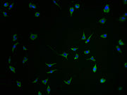 Immunofluorescence staining of SH-SY5Y cells with CSB-PA684467HA01HU-IF at 1:100, counter-stained with DAPI. The cells were fixed in 4% formaldehyde and blocked in 10% normal Goat Serum. The cells were then incubated with the antibody overnight at...