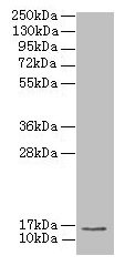 Western blot All lanes: MRPL51 antibody at 2.5µg/ml + K562 whole cell lysate Secondary Goat polyclonal to rabbit IgG at 1/10000 dilution Predicted band size: 16 kDa Observed band size: 16 kDa