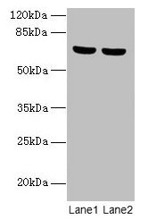 Western blot All lanes: SYTL3 antibody at 5µg/ml Lane 1: A549 whole cell lysate Lane 2: THP-1 whole cell lysate Secondary Goat polyclonal to rabbit IgG at 1/10000 dilution Predicted band size: 69, 61 kDa Observed band size: 69 kDa