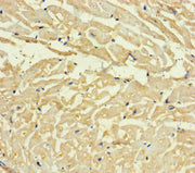 Immunohistochemistry of paraffin-embedded human heart tissue using CSB-PA687370LA01HU at dilution of 1:100