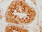 IHC image of CSB-PA688972LA01HU diluted at 1:300 and staining in paraffin-embedded human testis tissue performed on a Leica BondTM system. After dewaxing and hydration, antigen retrieval was mediated by high pressure in a citrate buffer (pH 6.0)....