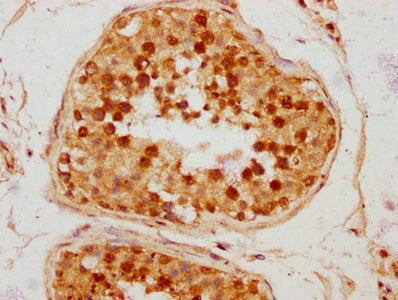 IHC image of CSB-PA688972LA01HU diluted at 1:300 and staining in paraffin-embedded human testis tissue performed on a Leica BondTM system. After dewaxing and hydration, antigen retrieval was mediated by high pressure in a citrate buffer (pH 6.0)....
