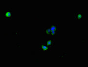 Immunofluorescent analysis of HepG2 cells using CSB-PA689337LA01HU at dilution of 1:100 and Alexa Fluor 488-congugated AffiniPure Goat Anti-Rabbit IgG(H+L)