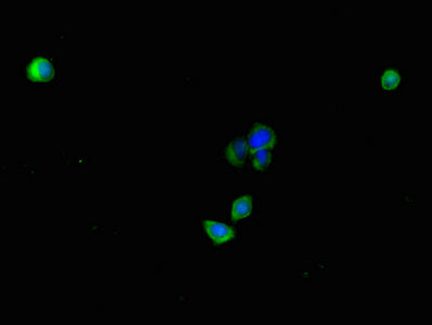 Immunofluorescent analysis of HepG2 cells using CSB-PA689337LA01HU at dilution of 1:100 and Alexa Fluor 488-congugated AffiniPure Goat Anti-Rabbit IgG(H+L)