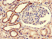 Immunohistochemistry of paraffin-embedded human kidney tissue using CSB-PA690486LA01HU at dilution of 1:100