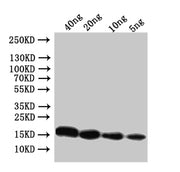 Western Blot Positive WB detected in: recombinant protein All lanes:Conotoxin mr3e Antibody at 1:1000 Secondary Goat polyclonal to rabbit IgG at 1/50000 dilution Predicted band size: 17 kDa Observed band size: 17 kDa