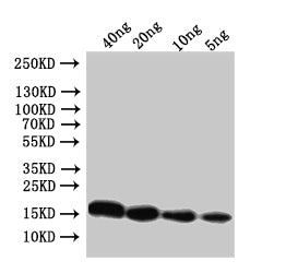 Western Blot Positive WB detected in: recombinant protein All lanes:Conotoxin mr3e Antibody at 1:1000 Secondary Goat polyclonal to rabbit IgG at 1/50000 dilution Predicted band size: 17 kDa Observed band size: 17 kDa