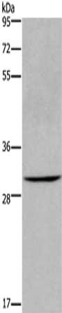 Gel: 8%SDS-PAGE,Lysate: 40 ug,,Primary antibody: CSB-PA693604(AQP10 Antibody) at dilution 1/200 dilution,Secondary antibody: Goat anti rabbit IgG at 1/8000 dilution,Exposure time: 10 minutes