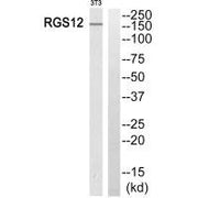 Western blot analysis of extracts from 3T3 cells, using RGS12 antibody.