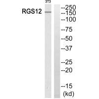 Western blot analysis of extracts from 3T3 cells, using RGS12 antibody.