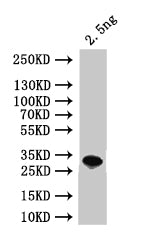 Western Blot Positive WB detected in: recombinant protein All lanes:ALD4 Antibody at 1:1000 Secondary Goat polyclonal to rabbit IgG at 1/50000 dilution Predicted band size: 31 kDa Observed band size: 31 kDa