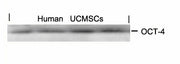 Western blot analysis of extracts from human Umbilical cord mesenchymal stem cell using OCT-4 Antibody.