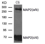 Western blot analysis of extract from C6 cells using MAP2 Antibody