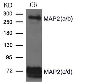 Western blot analysis of extract from C6 cells using MAP2 Antibody