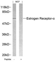 Western blot analysis of extracts from MCF cells using Estrogen Receptor-a(Ab-118) Antibody and the same antibody preincubated with blocking peptide.