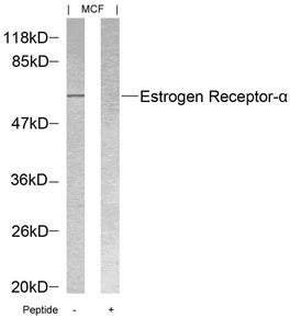 Western blot analysis of extracts from MCF cells using Estrogen Receptor-a(Ab-118) Antibody and the same antibody preincubated with blocking peptide.