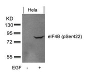 Western blot analysis of extracts from Hela cells untreated or treated with EGF using eIF4B(phospho-Ser422) Antibody.