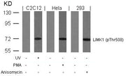 Western blot analysis of extracts from UV-treated C2C12, PMA-treated Hela and anisomycin-treated 293 cells using LIMK1(Phospho-Thr508) Antibody.
