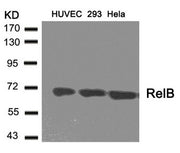 Western blot analysis of extracts from HUVEC, 293 and Hela cells using RelB(Ab-573) Antibody.