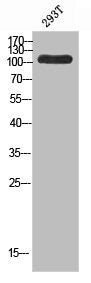 Western blot analysis of 293T using Topo IIIα antibody. Antibody was diluted at 1:500. Secondary antibody was diluted at 1:20000