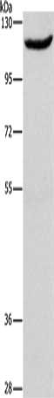 Gel: 6%SDS-PAGE, Lysate: 40 ug, Lane: Raji cells, Primary antibody: CSB-PA698943(ERAP1 Antibody) at dilution 1/466, Secondary antibody: Goat anti rabbit IgG at 1/8000 dilution, Exposure time: 10 minutes