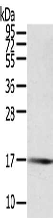 Gel: 12%SDS-PAGE, Lysate: 40 ug, Lane: Human fetal muscle tissue, Primary antibody: CSB-PA699232(PTPMT1 Antibody) at dilution 1/200, Secondary antibody: Goat anti rabbit IgG at 1/8000 dilution, Exposure time: 1 minute