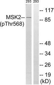 Western blot analysis of extracts from 293 cells, treated with H2O2 (100uM, 15mins), using MSK2 (Phospho-Thr568) antibody. The lane on the right is treated with the synthesized peptide.