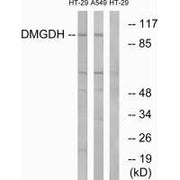Western blot analysis of extracts from HT-29 cells and A549 cells, using DMGDH antibody.