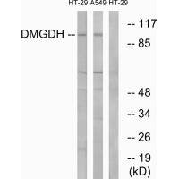 Western blot analysis of extracts from HT-29 cells and A549 cells, using DMGDH antibody.
