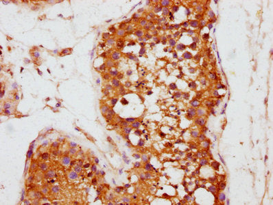 IHC image of CSB-PA700650LA01HU diluted at 1:800 and staining in paraffin-embedded human testis tissue performed on a Leica BondTM system. After dewaxing and hydration, antigen retrieval was mediated by high pressure in a citrate buffer (pH 6.0)....