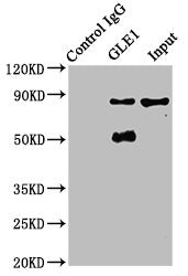 Immunoprecipitating GLE1 in A549 whole cell lysate Lane 1: Rabbit control IgG instead of CSB-PA700651EA01HU in A549 whole cell lysate. For western blotting, a HRP-conjugated Protein G antibody was used as the secondary antibody (1/2000) Lane 2: CS...