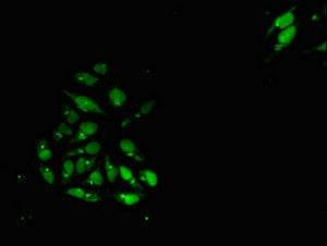 Immunofluorescent analysis of Hela cells using CSB-PA700659LA01HU at dilution of 1:100 and Alexa Fluor 488-congugated AffiniPure Goat Anti-Rabbit IgG(H+L)