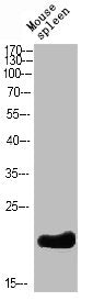 Western Blot analysis of mouse-spleen cells using Bcl-2 Polyclonal Antibody diluted at 1:500. Secondary antibody was diluted at 1:20000