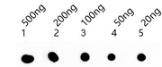 Dot blot analysis of peptides corresponding to the immunogen was probed with PDS5B antibody at a dilution of 1:1000. Blocking/Dilution buffer: 4% nonfat dry milk(NFDM)/PBS. Secondary antibody：Goat polyclonal to rabbit IgG at 1/40000 dilution Expos...