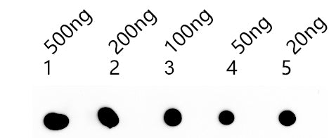 Dot blot analysis of peptides corresponding to the immunogen was probed with PDS5B antibody at a dilution of 1:1000. Blocking/Dilution buffer: 4% nonfat dry milk(NFDM)/PBS. Secondary antibody：Goat polyclonal to rabbit IgG at 1/40000 dilution Expos...