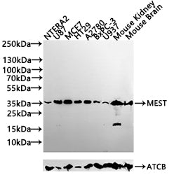 Western blot All lanes: MEST antibody at 5.78ug/ml + Mouse kidney tissue Secondary Goat polyclonal to rabbit IgG at 1/10000 dilution Predicted band size: 39, 38, 34 kDa Observed band size: 39 kDa