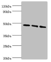 Western blot All lanes: WIPI1 antibody at 6ug/ml Lane 1: 293T whole cell lysate Lane 2: NIH/3T3 whole cell lysate Lane 3: Mouse skeletal muscle tissue Secondary Goat polyclonal to rabbit IgG at 1/10000 dilution Predicted band size: 49 kDa Observed...