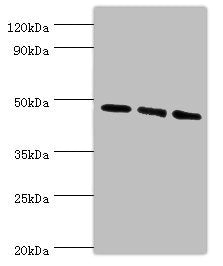 Western blot All lanes: WIPI1 antibody at 6ug/ml Lane 1: 293T whole cell lysate Lane 2: NIH/3T3 whole cell lysate Lane 3: Mouse skeletal muscle tissue Secondary Goat polyclonal to rabbit IgG at 1/10000 dilution Predicted band size: 49 kDa Observed...