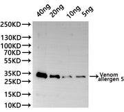 Western Blot Positive WB detected in: recombinant protein All lanes:Venom allergen 5 Antibody at 1:1000 Secondary Goat polyclonal to rabbit IgG at 1/20000 dilution Predicted band size: 30.2 kDa Observed band size: 30.2 kDa