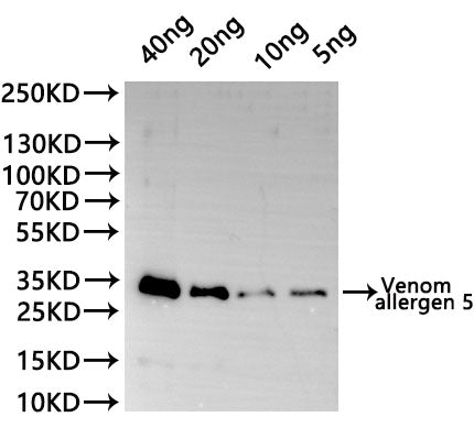 Western Blot Positive WB detected in: recombinant protein All lanes:Venom allergen 5 Antibody at 1:1000 Secondary Goat polyclonal to rabbit IgG at 1/20000 dilution Predicted band size: 30.2 kDa Observed band size: 30.2 kDa